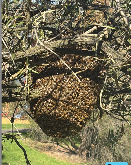 Swarm photo